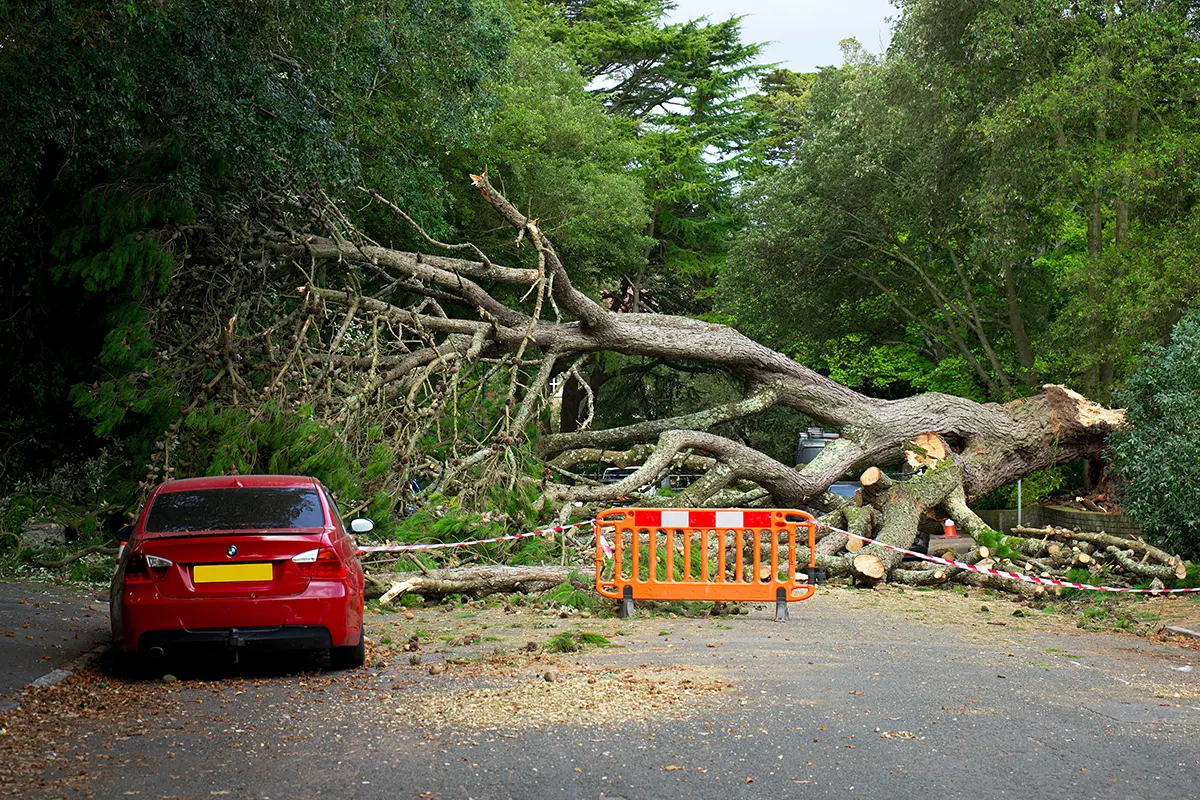 auto rossa in strada con albero caduto e transenna