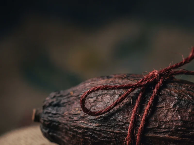 Pinterest: Cacao au Ghana : impay&eacute;s et crise de financement menacent la r&eacute;colte